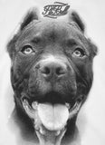Koszulka damska Pitbull IR