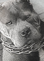 Bluza męska Mugshot