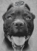 Damska koszulka PITBULL IR Szara - kup z Pit Bull West Coast Oficjalny Sklep
